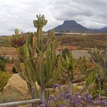 Kaktusy w Exotic Parque