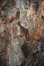 Wąwóz Aradena - kozy skalne :-)