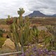 Kaktusy w Exotic Parque