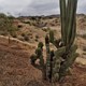Kaktusy na Teneryfie